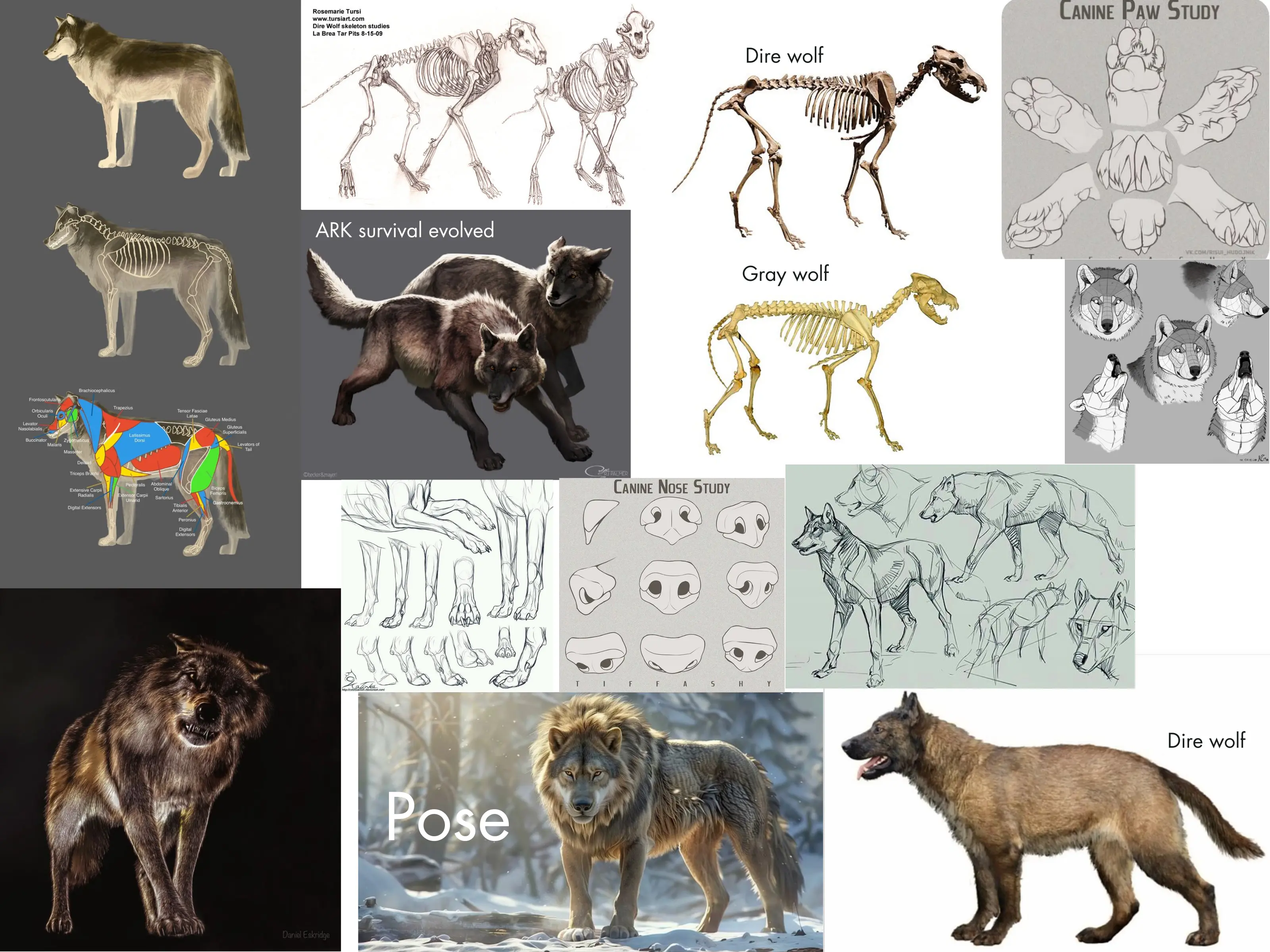 Dire Wolf Reference